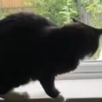 "Ти це бачиш?!": Кіт вперше в житті зустрів чайку й дуже налякався (відео)