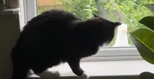 "Ти це бачиш?!": Кіт вперше в житті зустрів чайку й дуже налякався (відео)