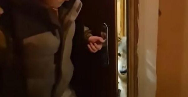 "Бракує цензурних слів, щоб описати побачене...": У Києві волонтери вилучили вовка, якого жінка тримала в квартирі (відео)