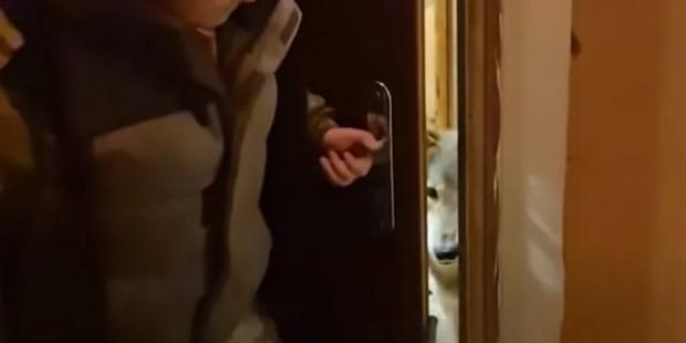 "Бракує цензурних слів, щоб описати побачене...": У Києві волонтери вилучили вовка, якого жінка тримала в квартирі (відео)