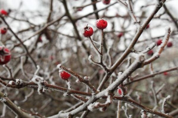 Народні прикмети на 27 грудня. Українці спрадавна не викидали крихти їжі цього дня