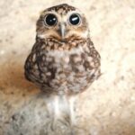 "Колись було і 120": Велика зграя сов зібралася посеред міста на Одещині - у чому причина