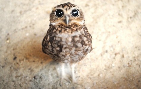 "Колись було і 120": Велика зграя сов зібралася посеред міста на Одещині - у чому причина