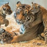 Самка амурського тигра з численним приплодом потрапила у відеопастку природоохоронців, викликавши справжній фурор у всіх, хто вболіває за збереження найбільших кішок світу (відео)