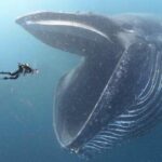 От таке воно "золото океану": Науковці відкрили, що китова сеча годує планету і рятує морські світи