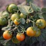 Нове слово в технологіях: В Україні розробляють робота, який зможе визначати хвороби тепличних овочів