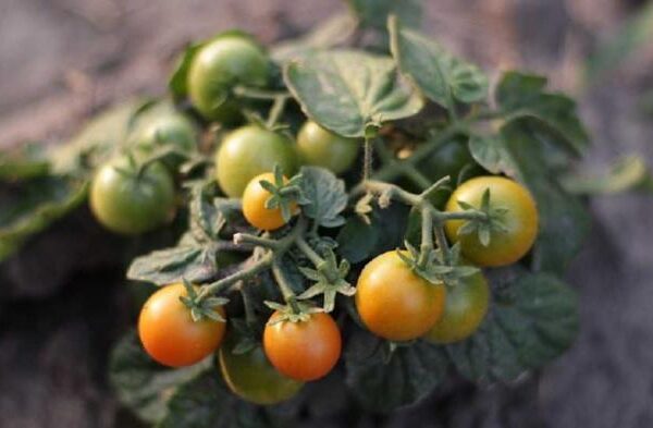 Нове слово в технологіях: В Україні розробляють робота, який зможе визначати хвороби тепличних овочів