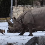 Кохання творить дива! Крихітний олень проти гігантської носорожиці: хто кого?