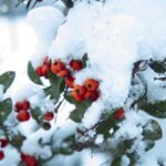 Народні прикмети на 28 січня. Забобонний "день чаклунів". Чим українці здавна частували домовика, аби той не шкодив