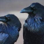 Не дарма в Середньовіччі їм приписували містичні речі: Ці дивні птахи навчилися передбачати майбутні дії, а інтелектом не поступаються приматам