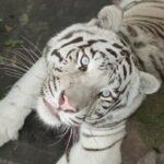 Врятувати харківського альбіноса: Унікальний білий тигр застряг під Києвом, евакуюючись до Європи