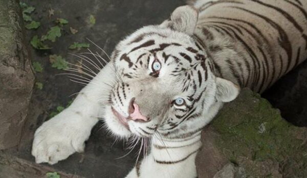 Врятувати харківського альбіноса: Унікальний білий тигр застряг під Києвом, евакуюючись до Європи