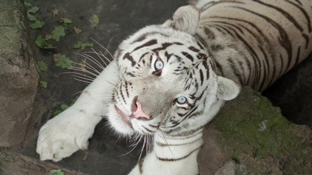 Врятувати харківського альбіноса: Унікальний білий тигр застряг під Києвом, евакуюючись до Європи
