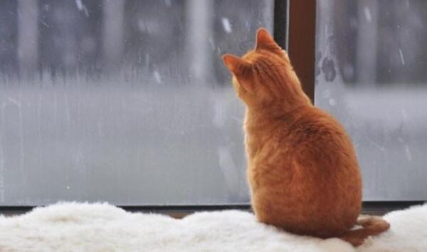 Риболовля буде гарна