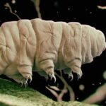 Маску доведеться відкласти подорожі: Марсіанський ґрунт вбиває істот, що витримують вакуум космосу, радіацію і сильний холод