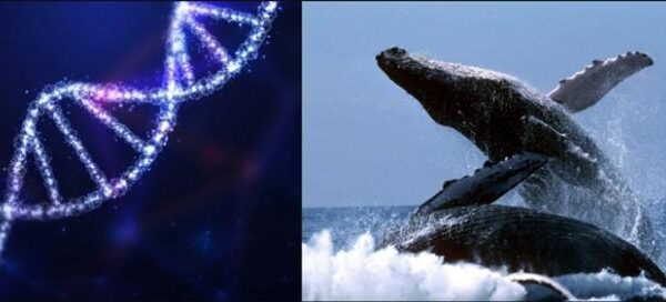 Наука отримала підказку, яким шляхом подовжити людське життя до 200 років. Ключовий елемент виявили у гренландських китів