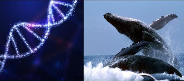 Наука отримала підказку, яким шляхом подовжити людське життя до 200 років. Ключовий елемент виявили у гренландських китів