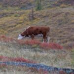 Спалах хвороби, від якої немає ліків: У Росії почали масово забивати корів, свиней і кіз