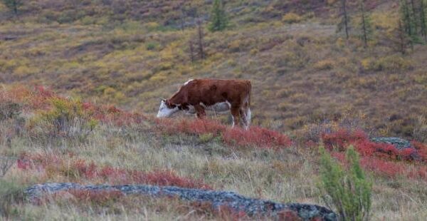 Спалах хвороби, від якої немає ліків: У Росії почали масово забивати корів, свиней і кіз