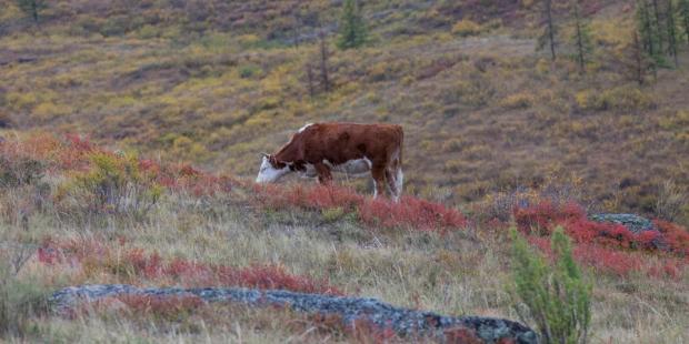 Спалах хвороби, від якої немає ліків: У Росії почали масово забивати корів, свиней і кіз