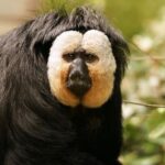 Сенсаційне відкриття! Загадкова стародавня мавпа могла ходити на двох ногах