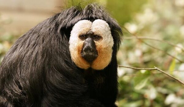 Сенсаційне відкриття! Загадкова стародавня мавпа могла ходити на двох ногах