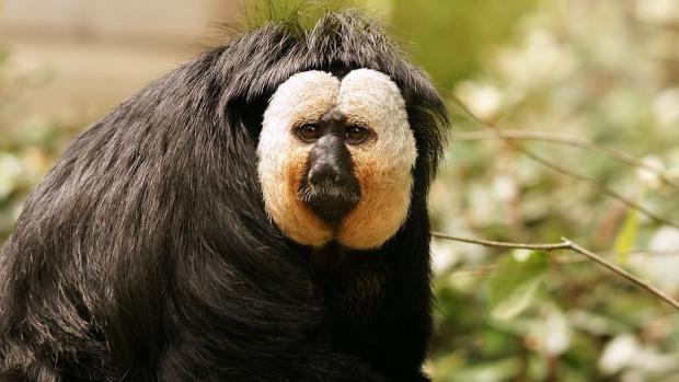 Сенсаційне відкриття! Загадкова стародавня мавпа могла ходити на двох ногах