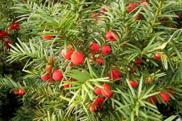 Рідкісна краса притягує очі і руки: Одна з найотруйніших рослин України, яку прозвали "деревом смерті"