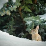 Народні прикмети на 28 лютого. Чому цього дня українці намагались не повертатись до своєї домівки з пустими руками