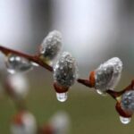 Народні прикмети на 1 квітня. Що українці традиційно робили у Маріїн день, а чого категорично уникали