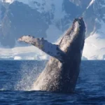 Горбаті кити підійшли впритул до човна українських полярників