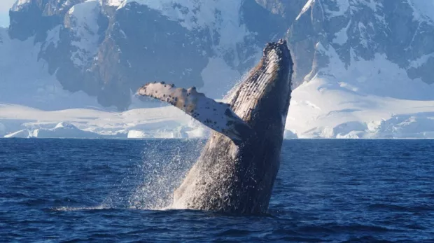 Горбаті кити підійшли впритул до човна українських полярників