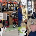 У Кривому Розі кішка працює в супермаркеті "Епіцентр": Отримала офіційну посаду і любов персоналу та постійних клієнтів (відео)