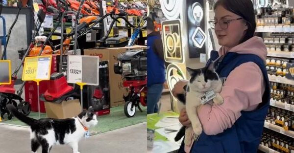 У Кривому Розі кішка працює в супермаркеті "Епіцентр": Отримала офіційну посаду і любов персоналу та постійних клієнтів (відео)