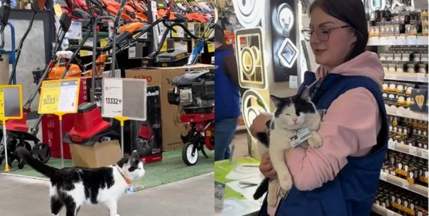 У Кривому Розі кішка працює в супермаркеті "Епіцентр": Отримала офіційну посаду і любов персоналу та постійних клієнтів (відео)