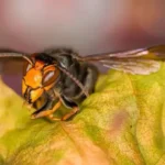 Японський гігантський шершень, також відомий як жовтоногий шершень або азійська хижа оса