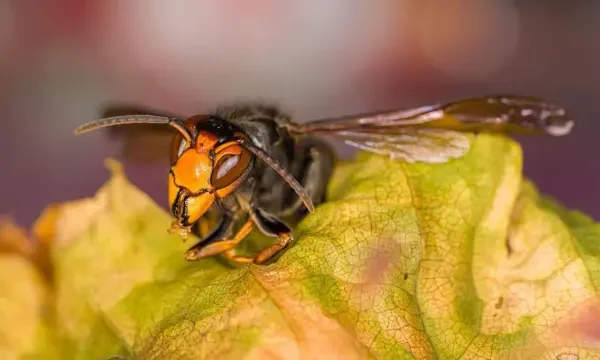 Японський гігантський шершень, також відомий як жовтоногий шершень або азійська хижа оса