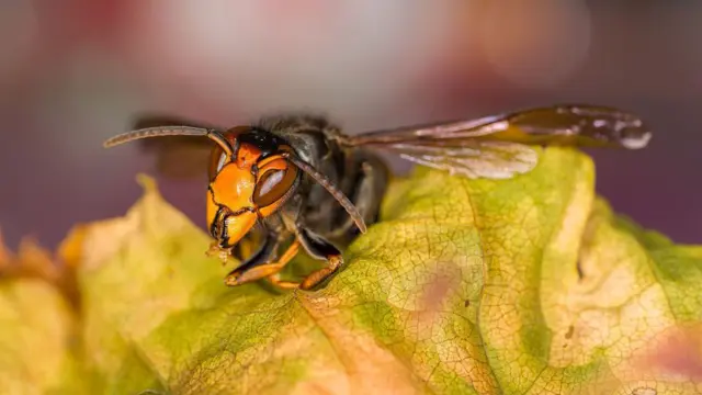 Японський гігантський шершень, також відомий як жовтоногий шершень або азійська хижа оса
