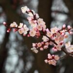 19 квітня свято України / фото dae jeung kim, Pixabay