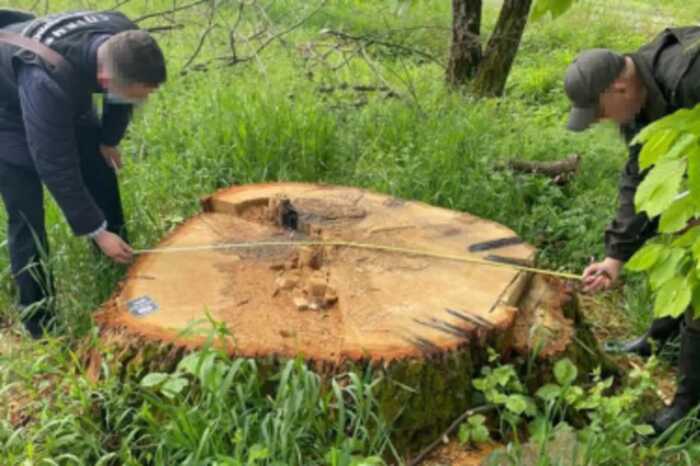 ДБР викрило керівництво «Ужгородського військового лісництва» на незаконній рубці цінних дерев