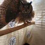 "Вони руйнують природу": Сонечко, яка постраждала від російського обстрілу по Запоріжжю, одужує, але більше не зможе літати