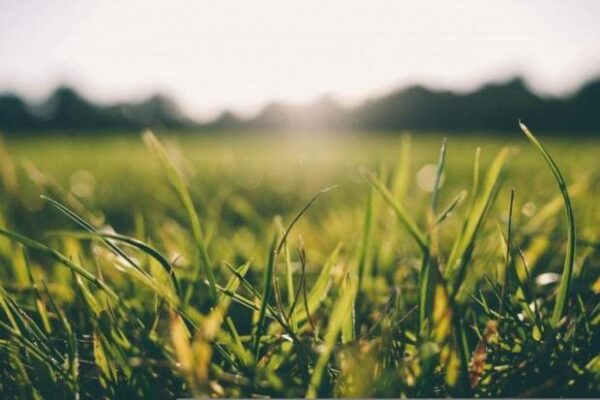 Народні прикмети на 16 червня. Як не відвадити фінансове благополуччя. Які домашні справи сьогодні варто робити, а які ні