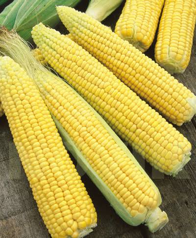 Дешево та суперкорисно: Секретний продукт для зміцнення імунітету