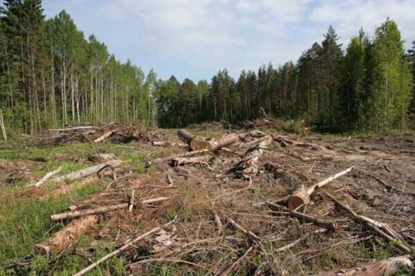 «Мільйони на пластикових бирках»: як у ДП «Ліси України» заробляють десятки мільйонів на маркуванні деревини