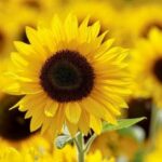 30 липня - прикмети сьогоднішнього дня / pexels.com