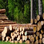 «План» у 50 мільйонів доларів готівкою щомісяця: як Болоховець, Зубович та Кучер збирали "данину" з керівництва "Лісів України"