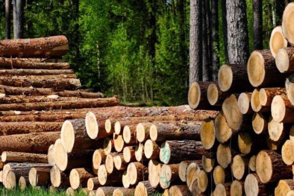 «План» у 50 мільйонів доларів готівкою щомісяця: як Болоховець, Зубович та Кучер збирали "данину" з керівництва "Лісів України"