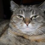 Це може здивувати! Чи відчувають тварини злорадство