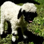 В Австралії вкрали рідкісне ягня вартістю мільйон гривень