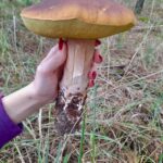 Грибний сезон на Черкащині в розпалі: У Чигирині знайшли справжнього велетня